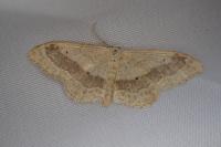Idaea aversata
