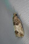 Spilonota ocellana