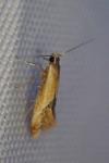 Batia lunaris