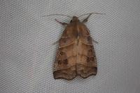 Ipimorpha retusa