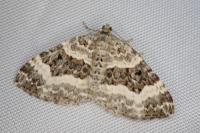 Epirrhoe alternata