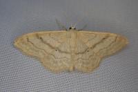 Idaea deversaria
