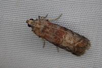 Phycita roborella
