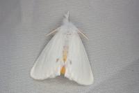 Sphrageidus similis