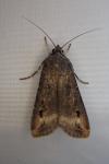 Agrotis ipsilon