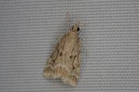 Eudonia pallida