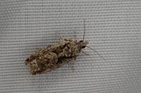 Zeiraphera isertana