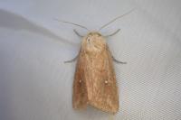 Mythimna albipuncta