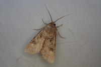 Agrotis segetum