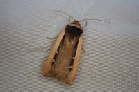 Ochropleura leucogaster