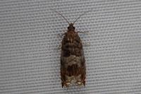 Ancylis achatana