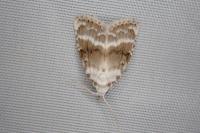 Meganola albula
