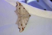 Macaria alternata