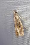 Catoptria verellus