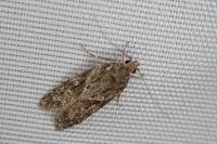 Gelechia muscosella