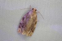 Archips xylosteana