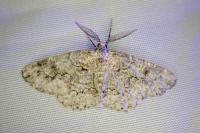 Cleorodes lichenaria