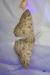 Hypomecis punctinalis