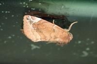 Cosmia pyralina