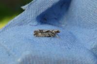 Zeiraphera isertana