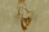 Coleophora serratella