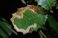 Stigmella suberivora