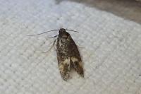 Borkhausenia minutella