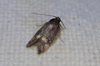 Borkhausenia minutella