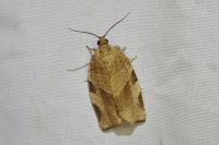 Choristoneura hebenstreitella