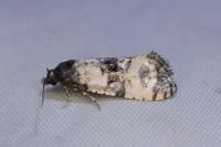 Cochylis atricapitana