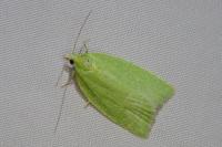 Tortrix viridana