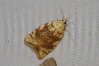 Aleimma loeflingiana