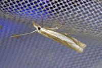 Crambus pascuella