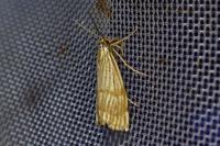 Chrysocrambus linetella