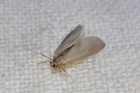 Acentria ephemerella