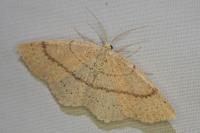 Cyclophora ruficiliaria