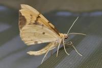 Gandaritis pyraliata