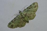 Pasiphila rectangulata