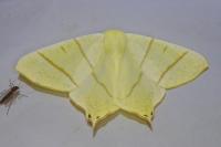 Ourapteryx sambucaria