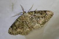 Cleorodes lichenaria