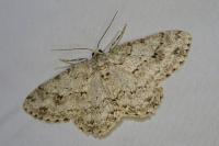 Ectropis crepuscularia