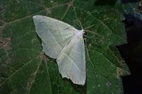 Campaea margaritaria