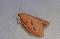 Miltochrista miniata