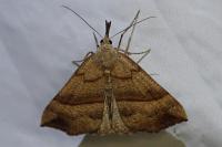 Hypena proboscidalis