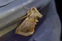 Diachrysia chrysitis