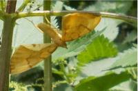 Gandaritis pyraliata