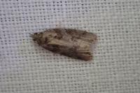 Cnephasia