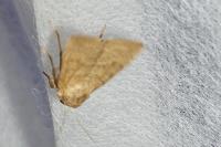 Hoplodrina