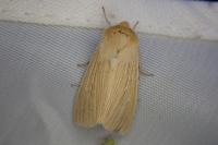 Mythimna pallens