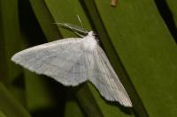 Cabera pusaria